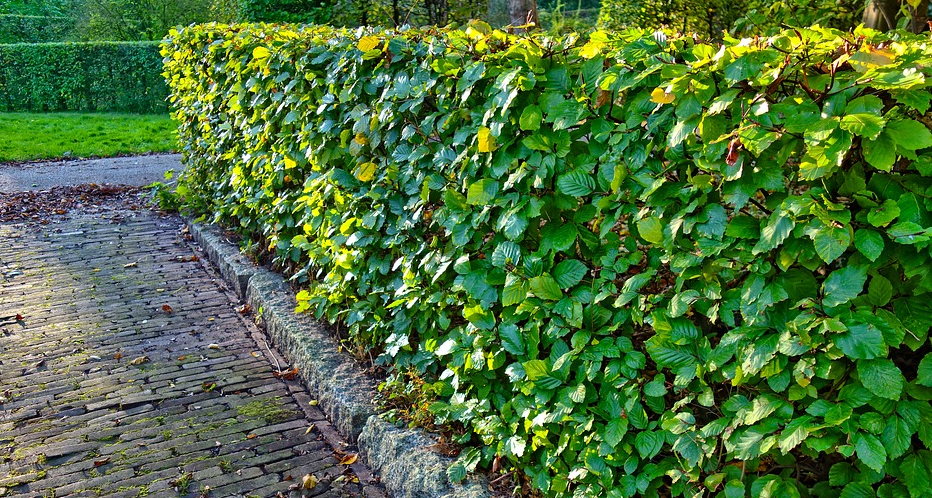 Eine Hecke verspricht ausreichend Sichtschutz zu dem Nachbargrundstück