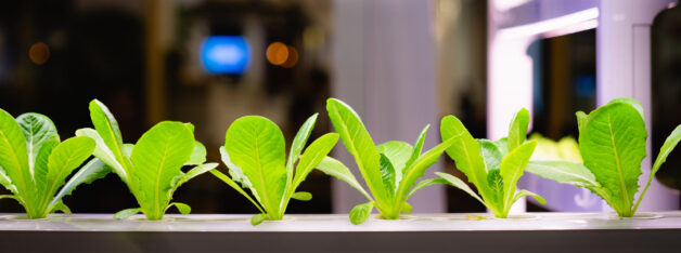 Bio-Hydrokultur-Gemüseanbau mit LED-Licht Indoor-Farm, Landwirtschaftstechnologie.